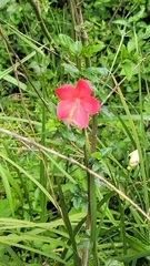 Hibiscus praeteritus
