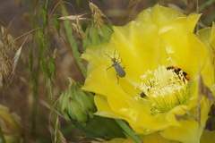 Epicauta atrata