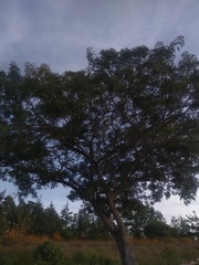 Casimiroa