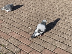Columba livia domestica