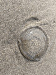 Aequorea victoria
