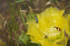 Epicauta atrata