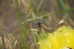 Epicauta atrata