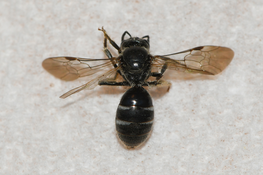 Lasioglossum sopinci