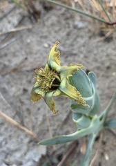 Ferraria divaricata