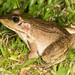 Vaillant's Frog - Photo (c) Chris Harrison, some rights reserved (CC BY-NC)