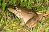 Vaillant's Frog - Photo (c) Chris Harrison, some rights reserved (CC BY-NC), uploaded by Chris Harrison