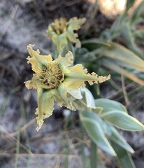 Ferraria divaricata