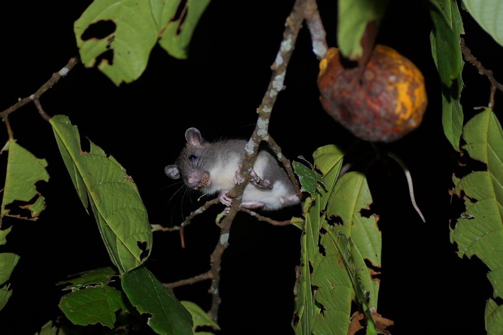 Trefoil-toothed Giant Rat