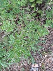Dalbergia obovata