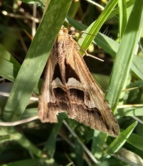 Melipotis bisinuata