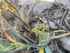 Ferraria divaricata