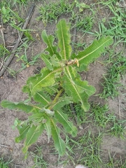 Xysmalobium orbiculare