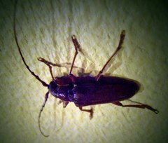 Jebusaea hammerschmidti