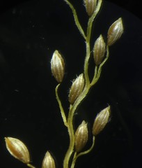 Digitaria abludens