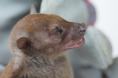 Swift Fruit Bat photo 2