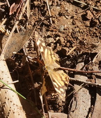 Heteronympha solandri