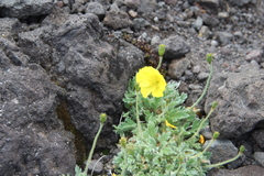 Papaver microcarpum