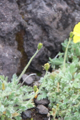 Papaver microcarpum