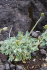 Papaver microcarpum