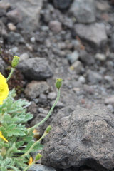 Papaver microcarpum