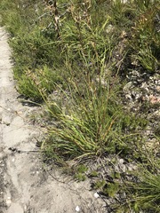 Cymbopogon marginatus