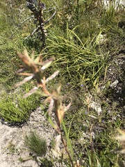 Cymbopogon marginatus