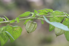Physalis chenopodifolia