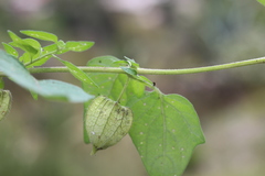 Physalis chenopodifolia