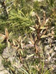 Cymbopogon marginatus