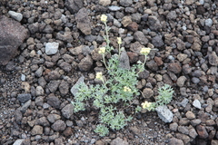 Artemisia glomerata
