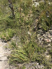 Cymbopogon marginatus