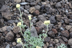 Artemisia glomerata