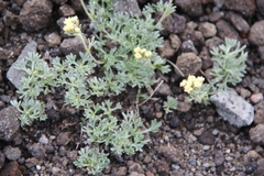 Artemisia glomerata