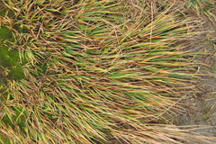 Chionochloa ovata