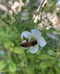 Apis mellifera