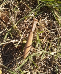 Mantis religiosa religiosa