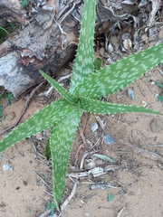 Aloe parvibracteata