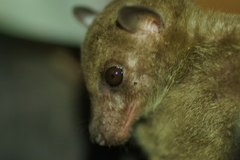 Rousettus amplexicaudatus