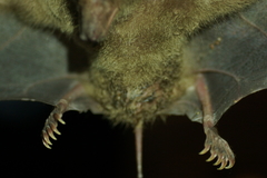 Rousettus amplexicaudatus