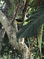 Euphonia laniirostris