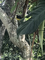 Euphonia laniirostris