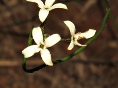 Kohautia amatymbica