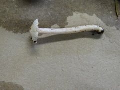 Inocybe pudica