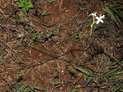 Kohautia amatymbica