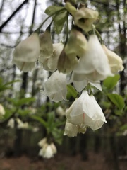 Halesia