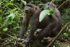 Macaca maura