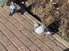 Columba livia domestica