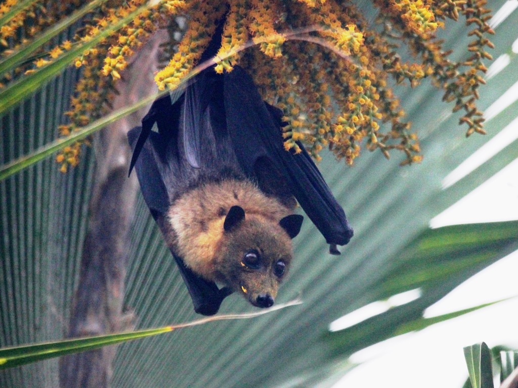Pacific Flying Fox