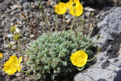 Papaver microcarpum